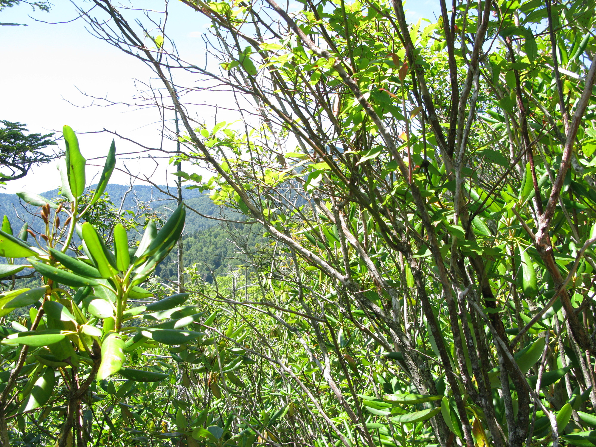 GRSM Accuracy Assessment. Plot Code: GRSM_AA_0871_6