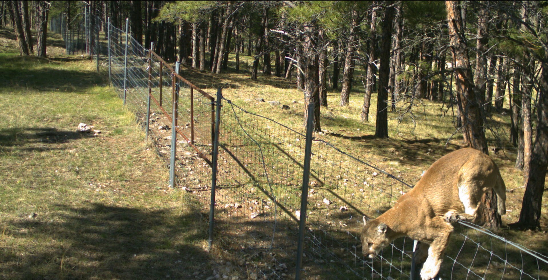 a large brown cat with a long tail climbing a tall fence