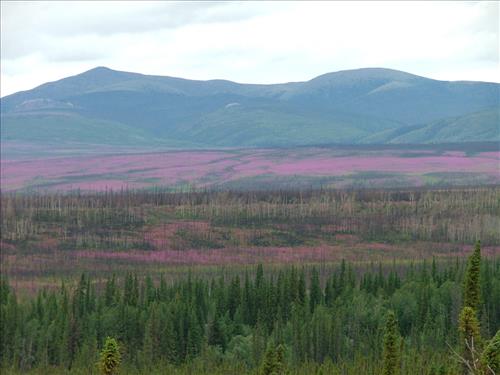 10 Yukon-Charley Rivers National Preserve Peregrine Falcon Survey July 2006