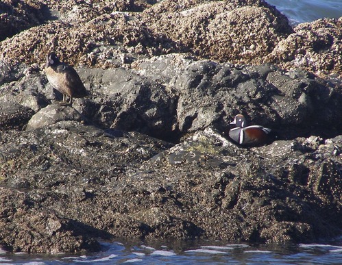 Harlequin duck (Histrionicus histrionicus) at Enderts Beach.