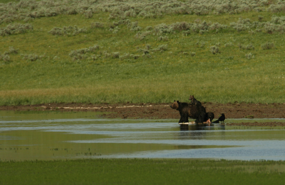 Grizzly Bear with cubs