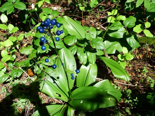 Clintonia's deep pink trumpet-shaped flowers ripen into dark blue berries by July.