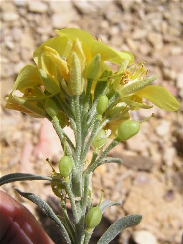 Lesquerella fendleri. Big Bend National Park, Sawmill Road. March 2004