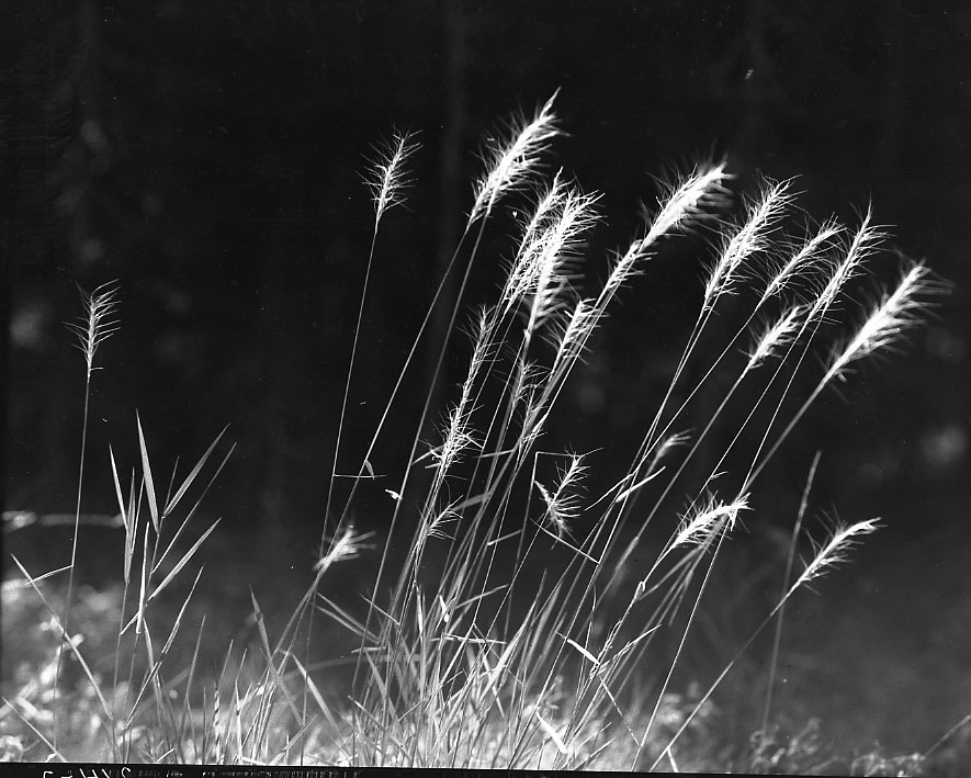 214-2. "Squirrel Grass" in head