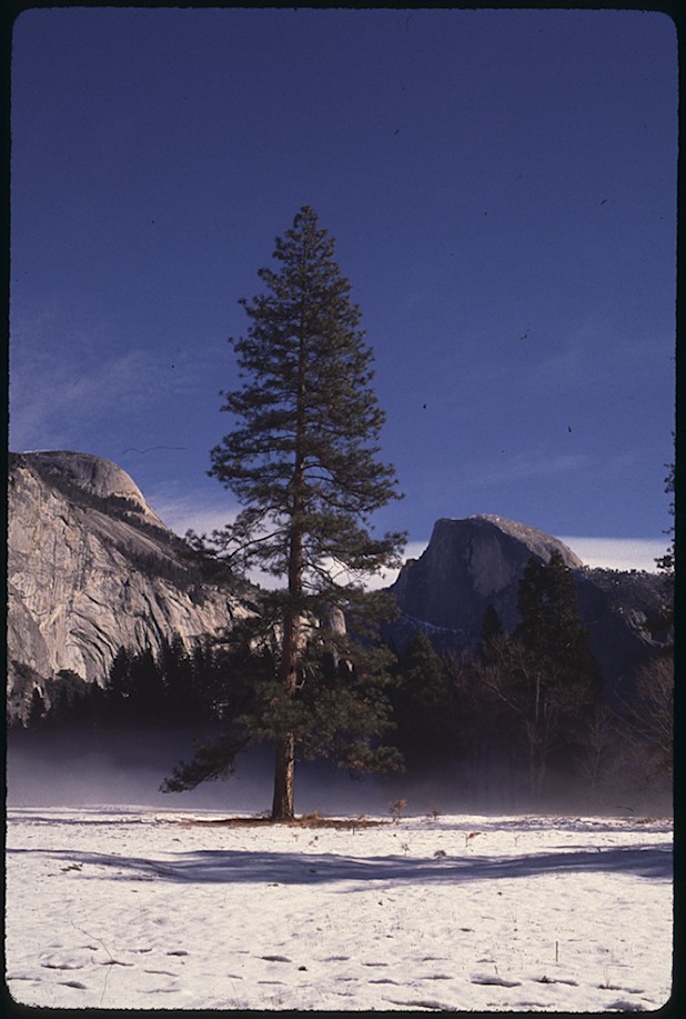 North Dome, Half Dome, pine-Cooke Meadow
