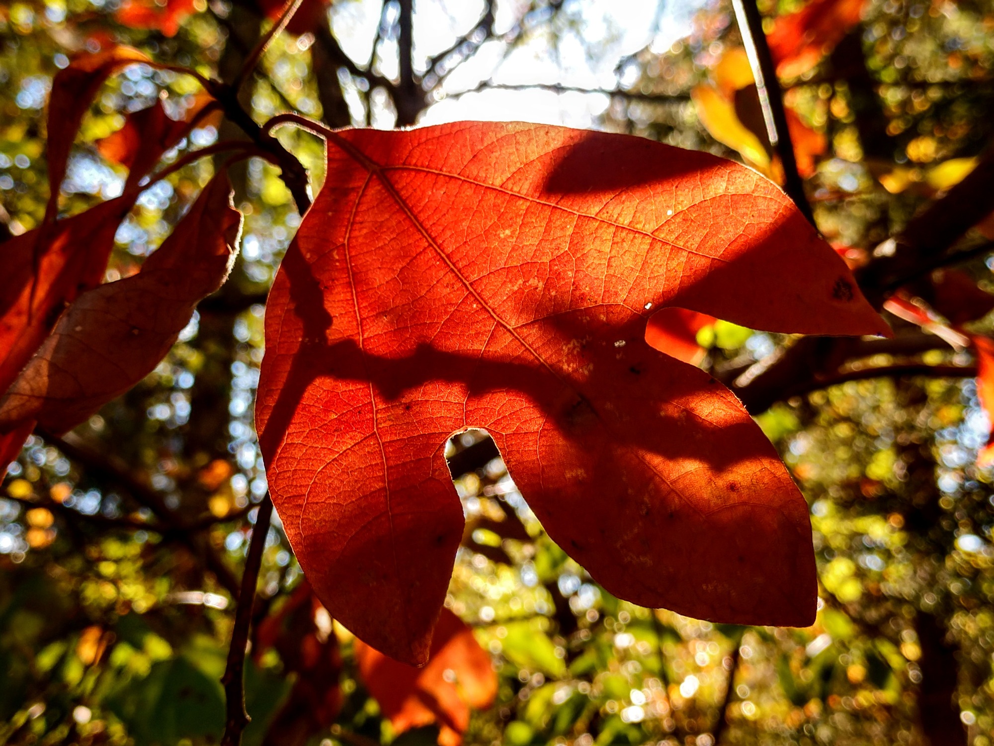 A three-lobed Sassafras leaf in the deep orange phase of it's Fall color backlit by the sun with the shadow of a branch behind it projected onto the leaf, with green leaves and branches behind it.