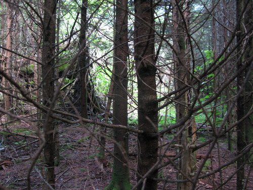 GRSM Accuracy Assessment. Plot Code: GRSM_AA_0462_3