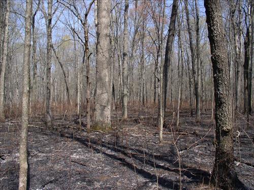 Jim Lee Prescribed burn, Mammoth Cave National Park, 2004