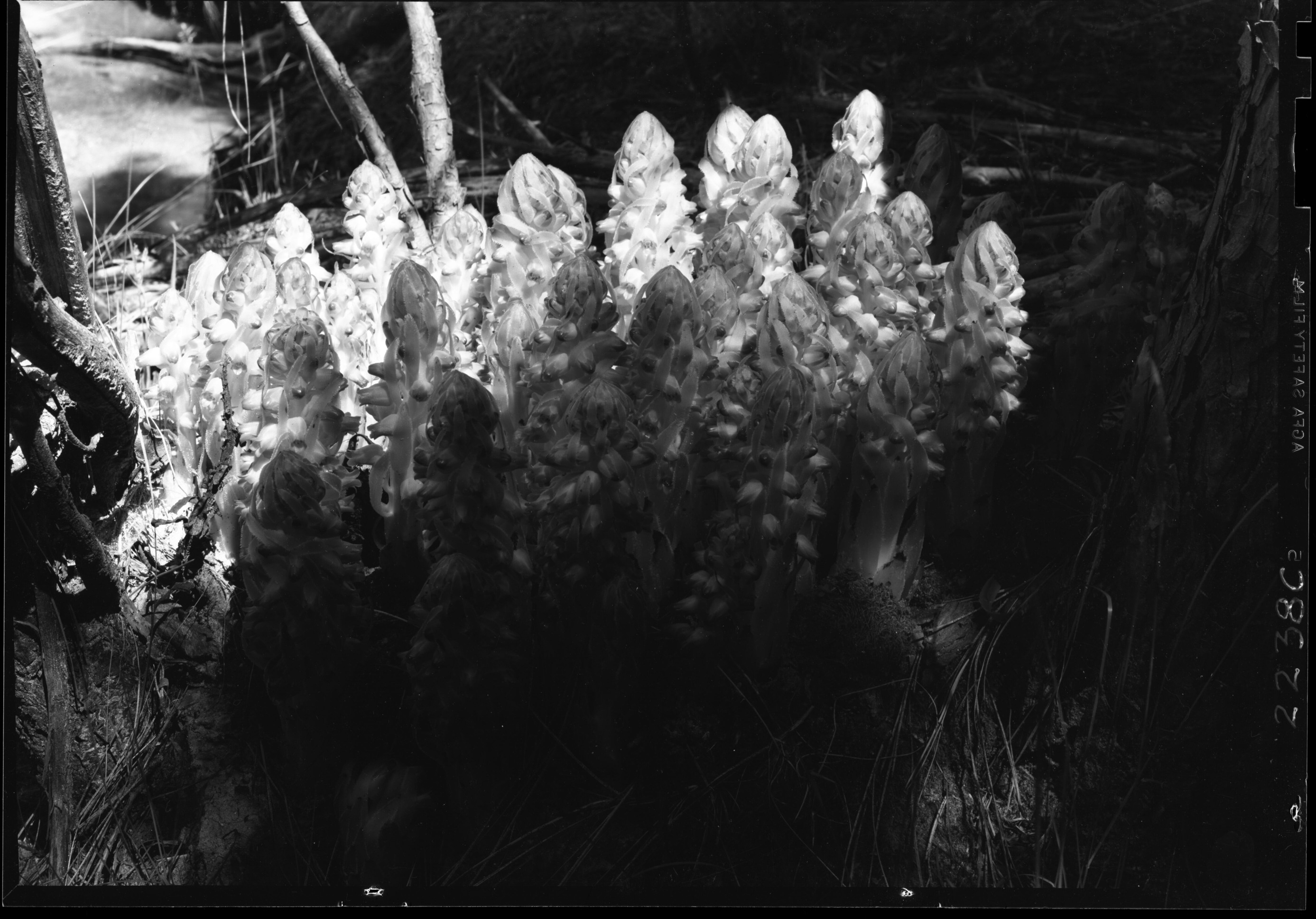 Snow Plants at Meyer's Ranch
