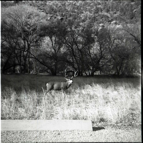 BW Photo of deer.