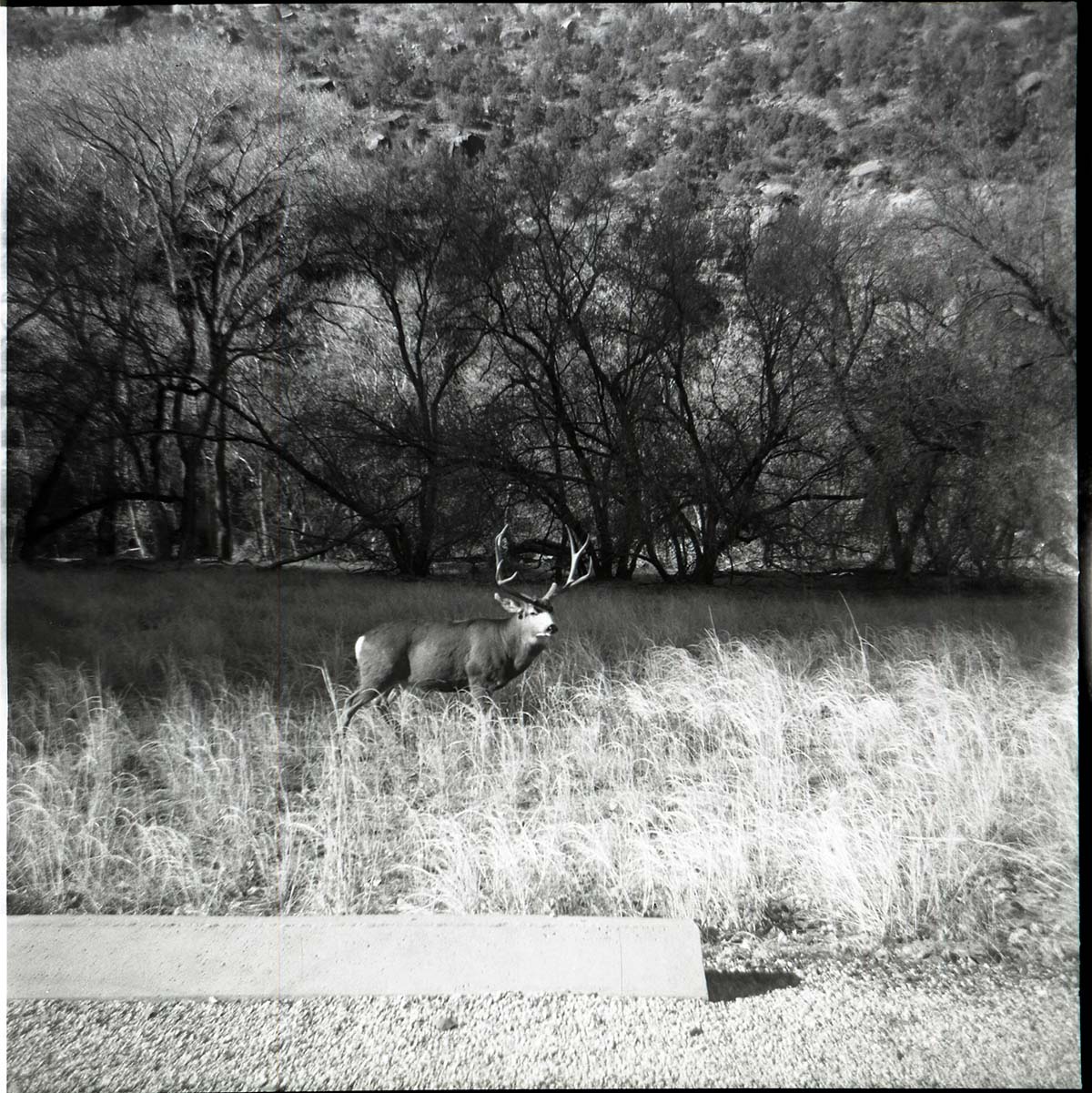 BW Photo of deer.