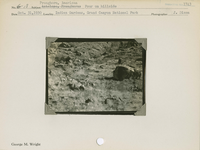 hfca_1607_iva_013_10_002_1743_a. Antelope [American Pronghorn]: Four on hillside.. Locality: Indian Gardens, Grand Canyon National Park. Negative #: 1743