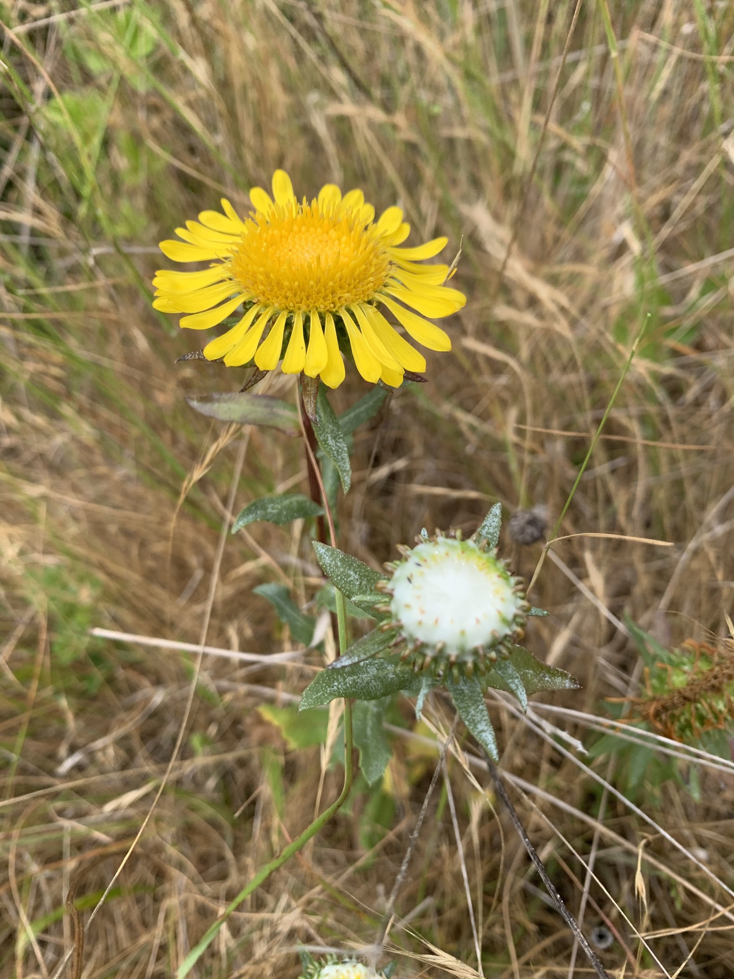 A single open yellow flower and a closed bud. The open flower has dozens of long skinny petals surrounding a wide center of tiny yellow disk flowers. The larger petals are fanned down and outward. The unopened flower is covered in white foam. Small bits of its tightly wound yellow petals are peaking through the foam. The opened flower is attached to a thick dark red stem with scattered linear leaves. The leaves are covered in tiny white dots.