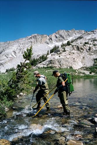 Mountain yellow-legged frog restoration project, Sequoia and Kings Canyon National Parks, 2001-2003