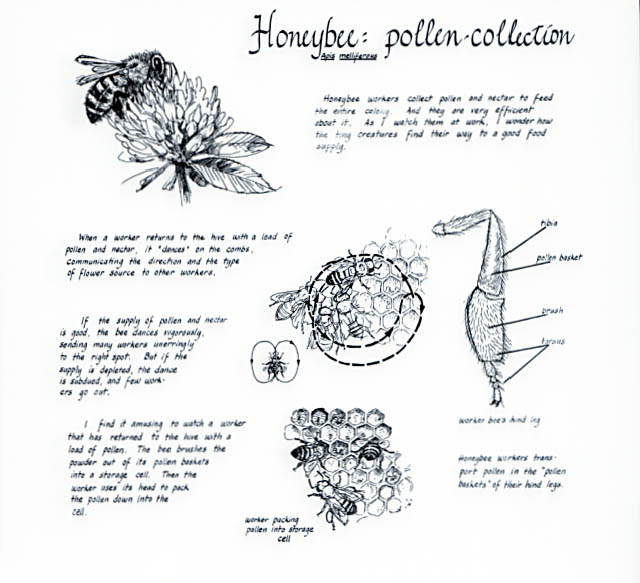 Upland forest section. Honeybee: pollen collection notebook page.