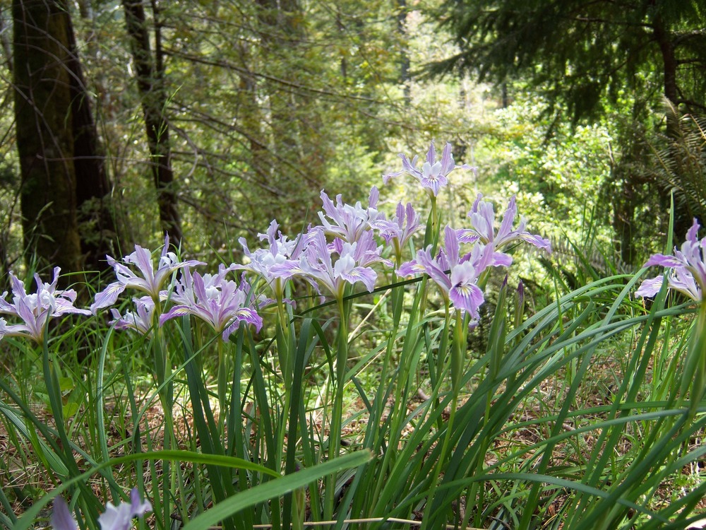 Douglas' Iris or Mountain Iris plant.