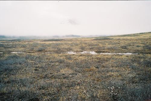 3 Gates of the Arctic National Park and Preserve Itkillik Birds Survey June 2006