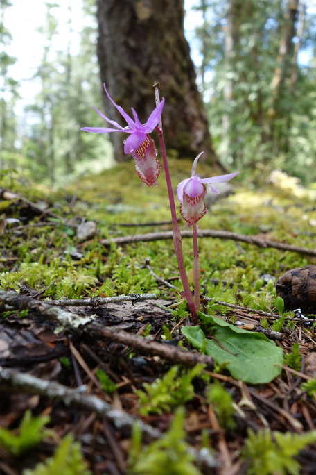 Two bright pink flowers bloom on short stalks on a mossy forest floor. The upper petals of the flower form a crown of spikes, while the lower petal has a wide, spotted lip. 