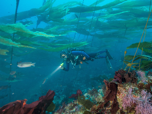 Diver in a kelp forest pointing a flashlight at a fish