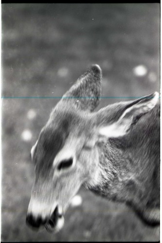 BW Photo of deer.