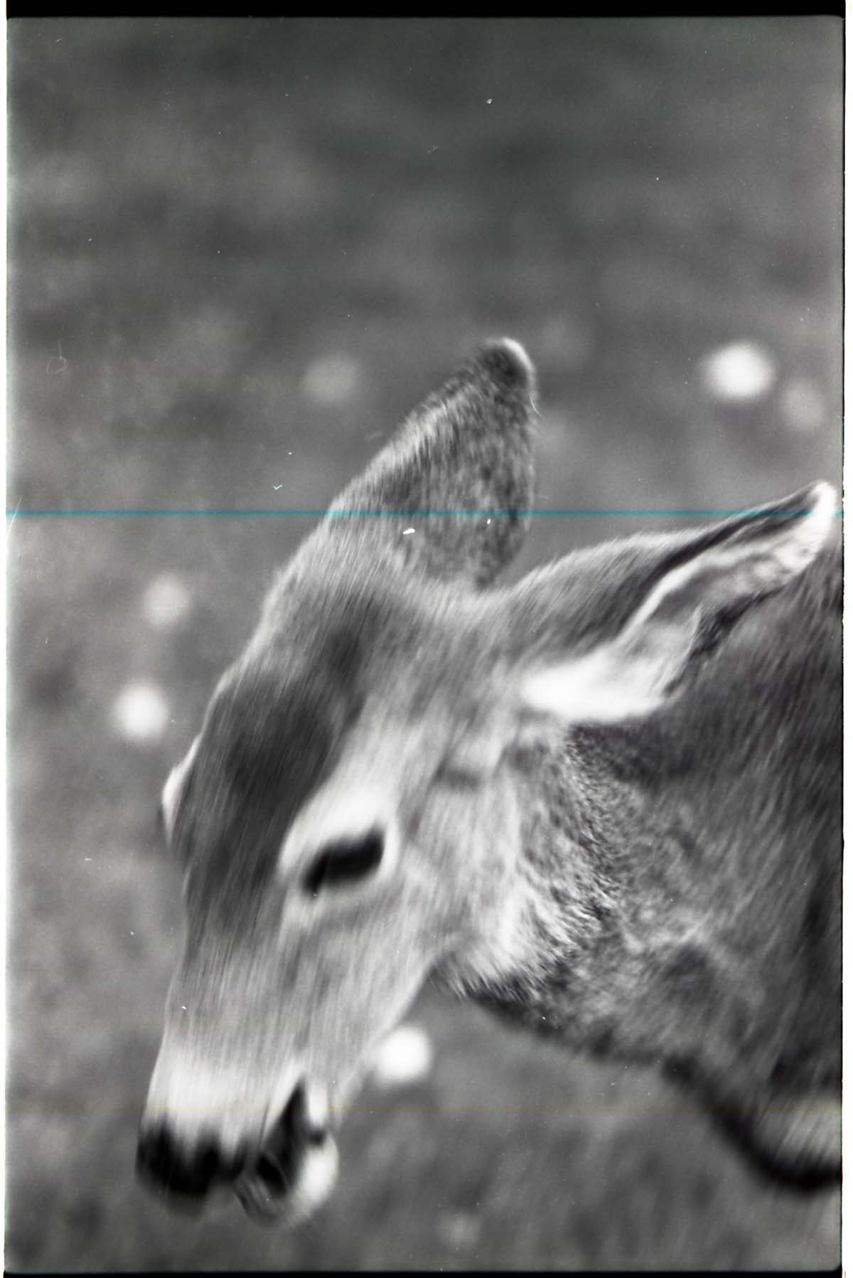BW Photo of deer.