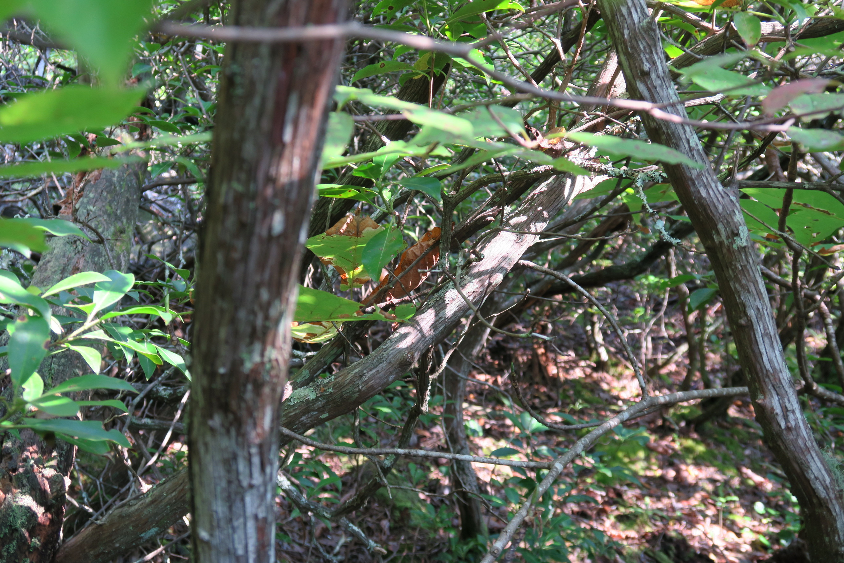 GRSM Accuracy Assessment. Plot Code: GRSM_AA_0921_2