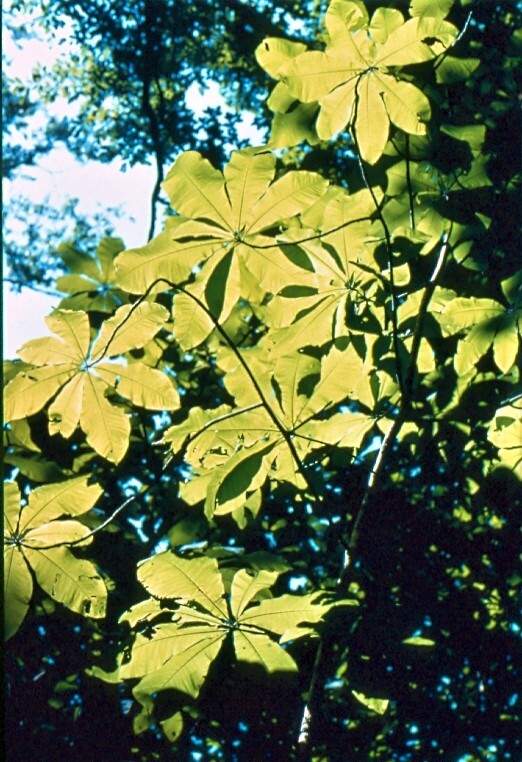 multiple greenish-yellow leaves