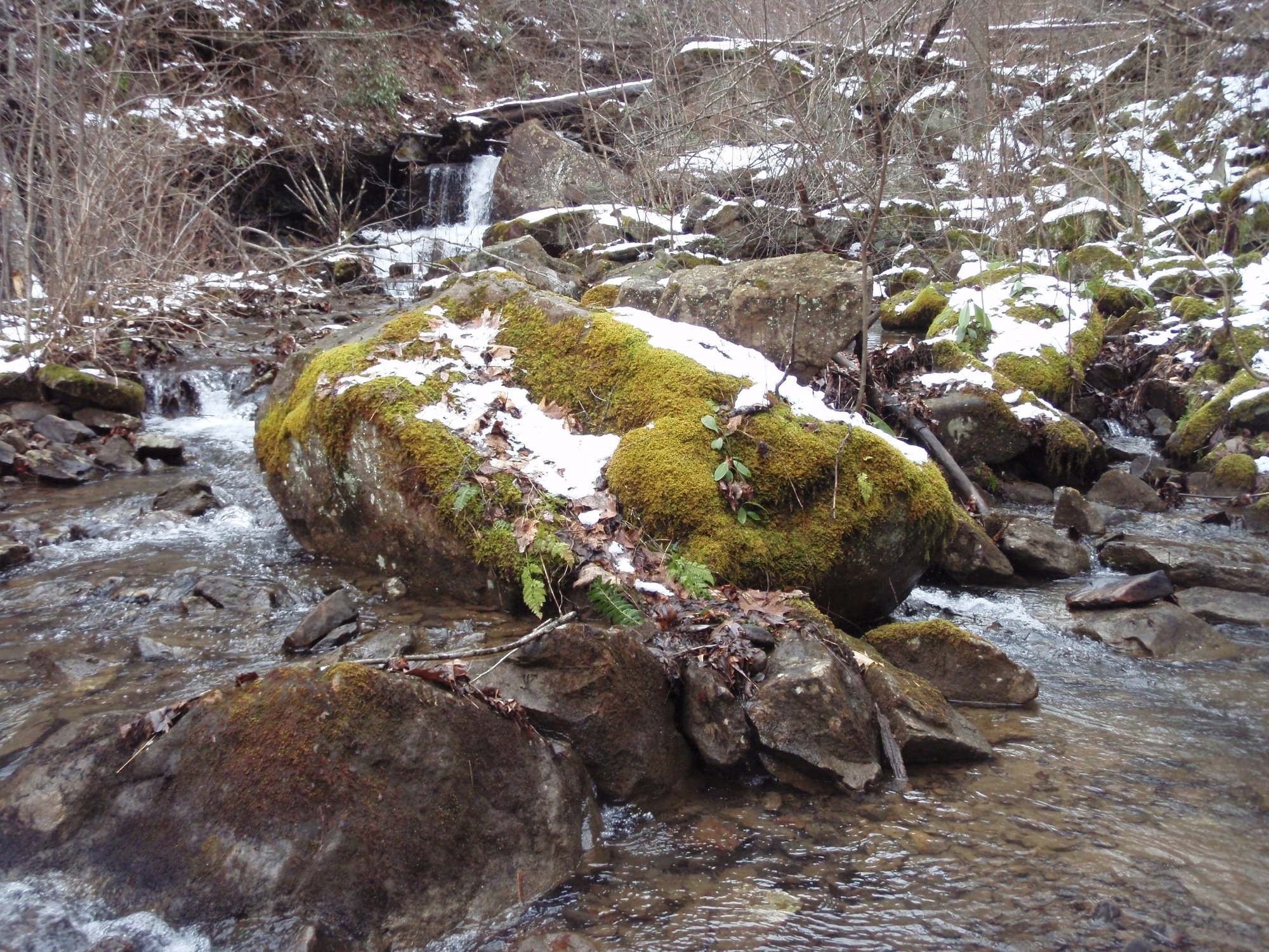 Site visit photo showing the upstream (UP) or downstream (DN) view of a wadeable stream reach taken during benthic macroinvertebrate monitoring at New River Gorge National Park and Preserve.