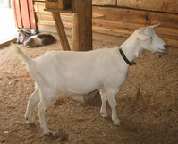 White goat standing in barn
