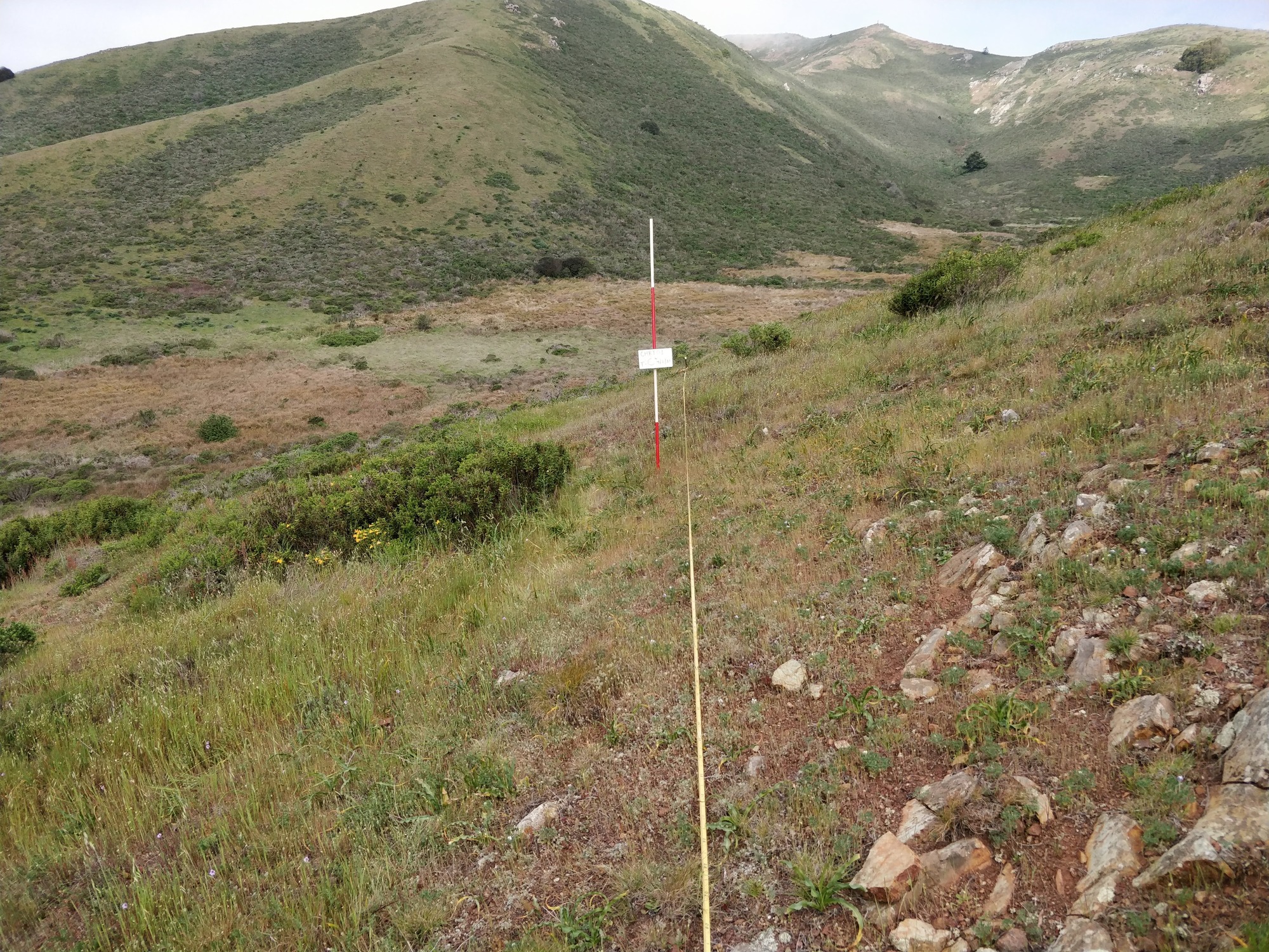 Eye-level view from the center point of a plant community monitoring plot