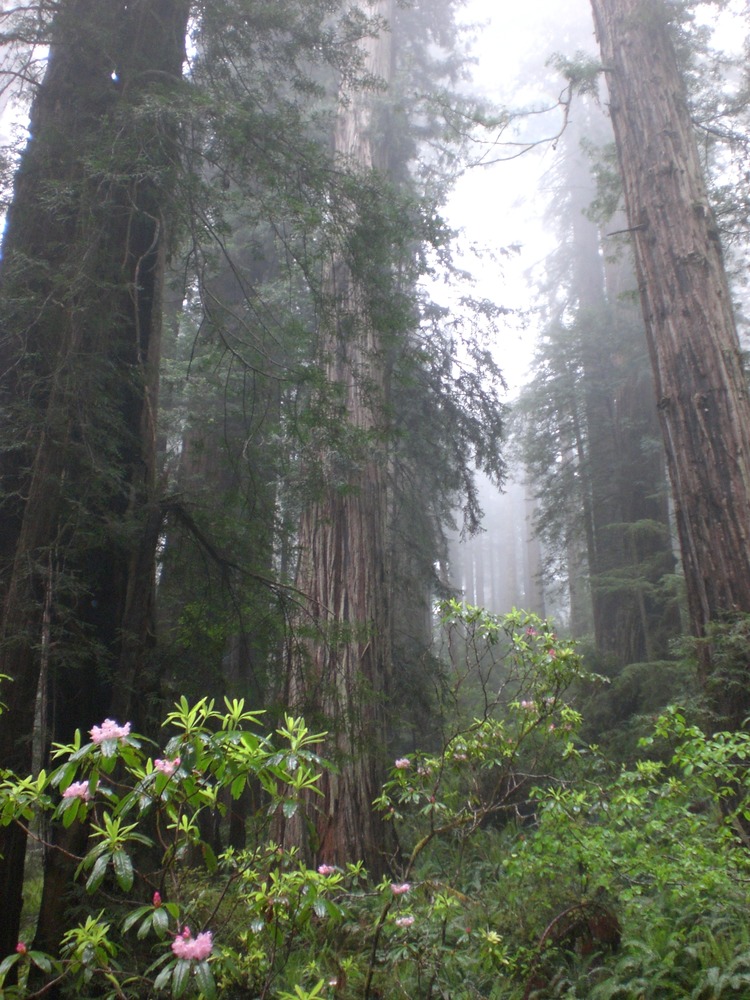 Rhododendron, coast redwoods, and summer fog along Mill Creek in Redwood National and State Parks.