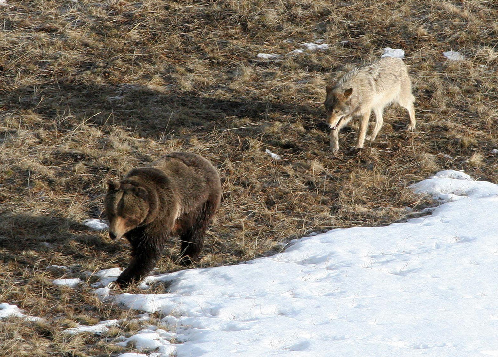 Grizzly Bear and Wolf