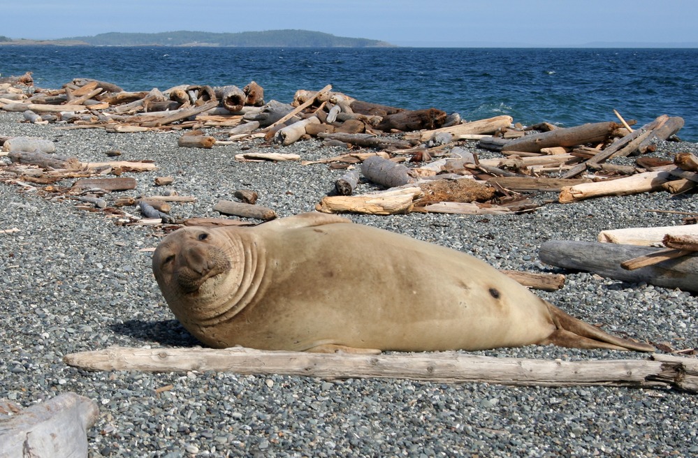 Park Volunteer Ranger Gordon Smith had a ball snapping photos of young elephant seal who arrived in June at South Beach and spent the next several weeks molting.