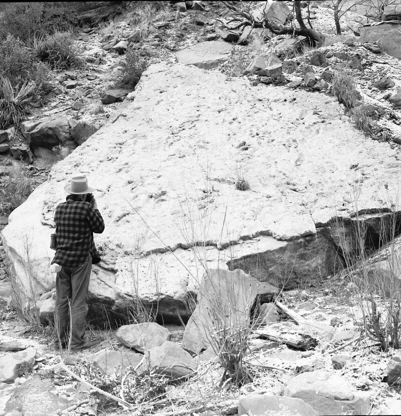 Dinosaur tracks in slabs of Kayenta formation on left hand fork of North Creek, section 23, T 40 S, R 11 W.