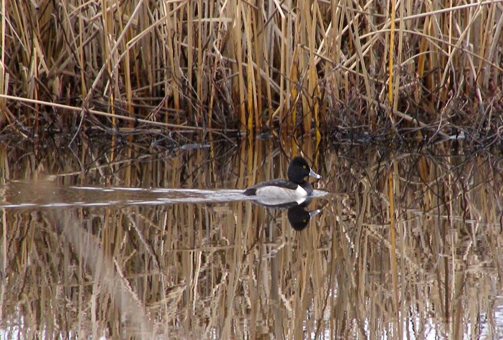 Ring-necked duck (Aythya collaris) swimming in marsh.