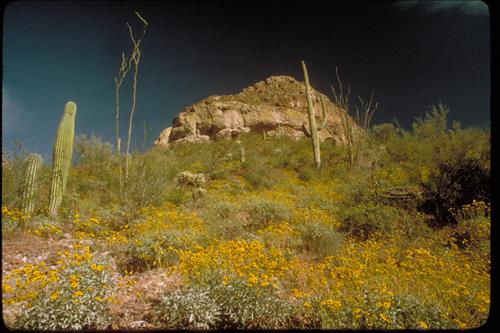 Organ Pipe and Other Cacti at Organ Pipe National Monument, Arizona