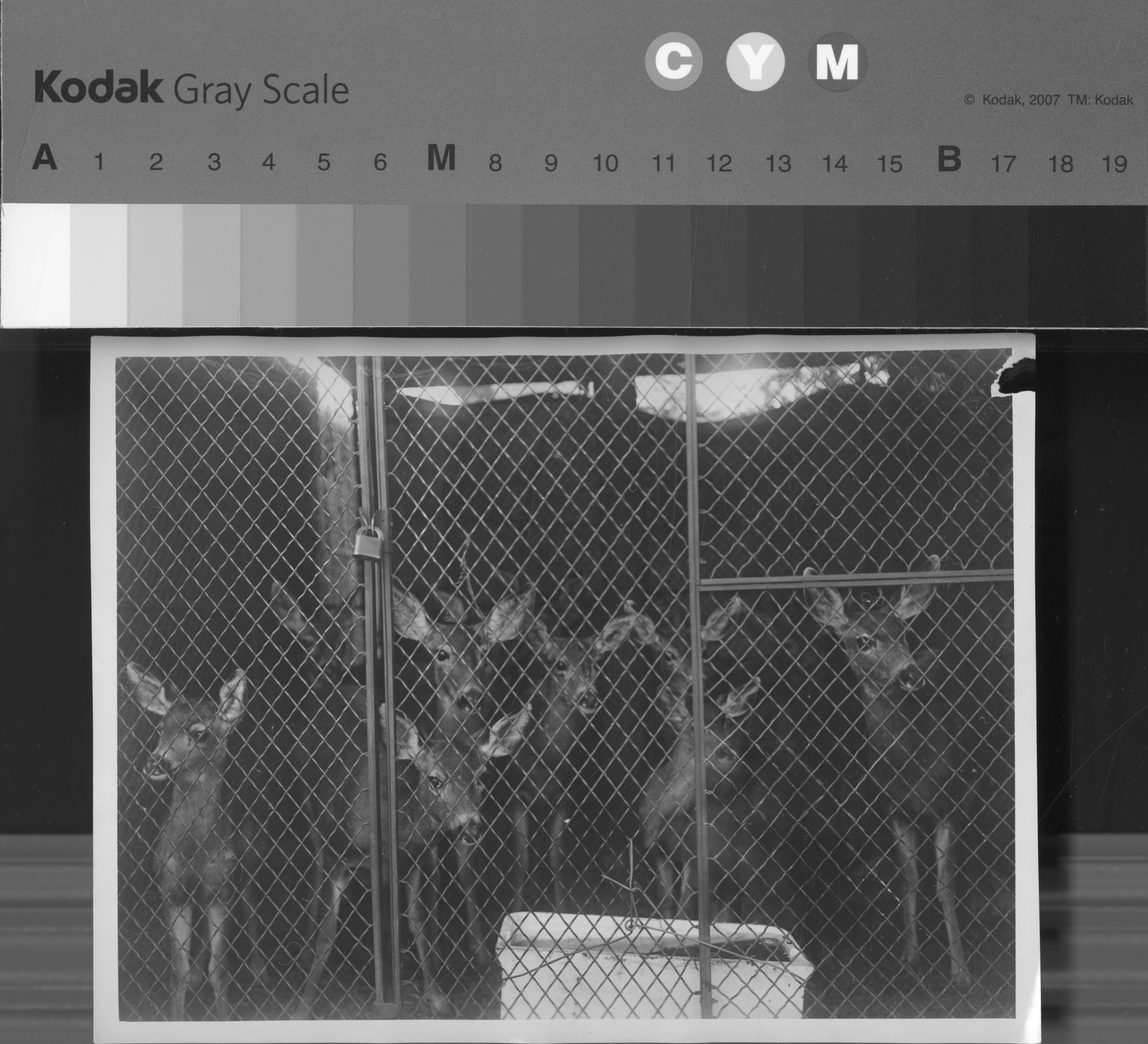 Hoof and Mouth Disease