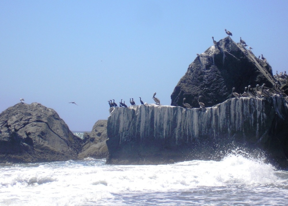 Brown pelicans, double-crested cormorants, and Western gulls among a seastack near Crescent City, Calif.