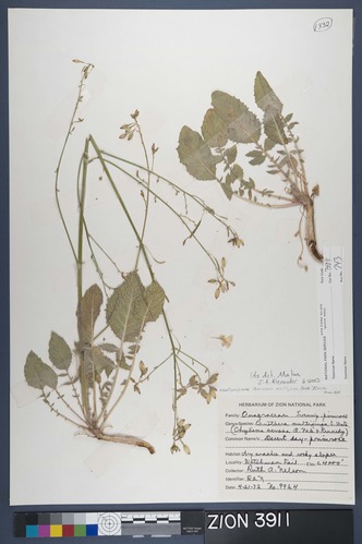 Herbarium Specimen Sheet 3911