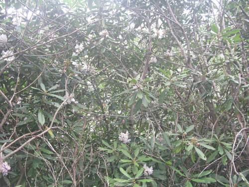 GRSM Accuracy Assessment. Plot Code: GRSM_AA_0759_2