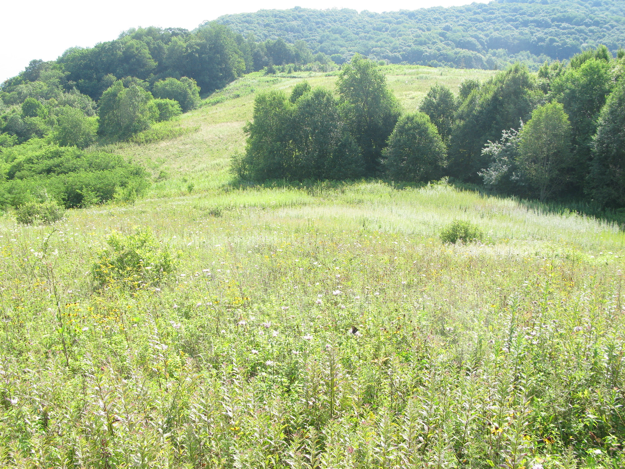 GRSM Accuracy Assessment. Plot Code: GRSM_AA_0092_3