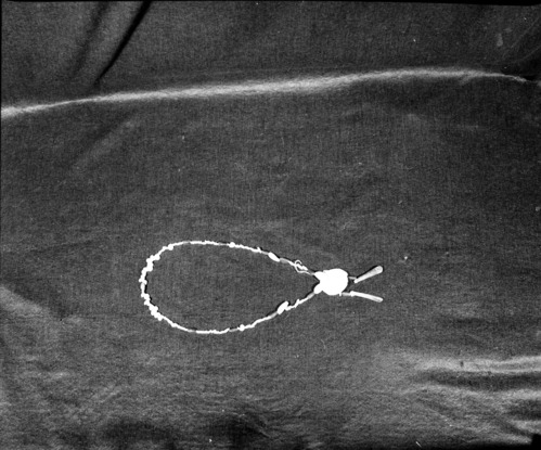 Marie Rozier Collection, Catalog No. 219. Object: Yurok necklace. Dimensions: 36". Materials: Various shells, pinenuts, glass beads. Technology: Made by Craig Bates under the instruction of Mrs. Louisa Wilder in 1969. Collection History: Gift of Craig D. Bates. Photographed by Michael Dixon in December 1982. Catalogued by Craig Bates and Barbara Beroza. Yosemite Collections, National Park Service.