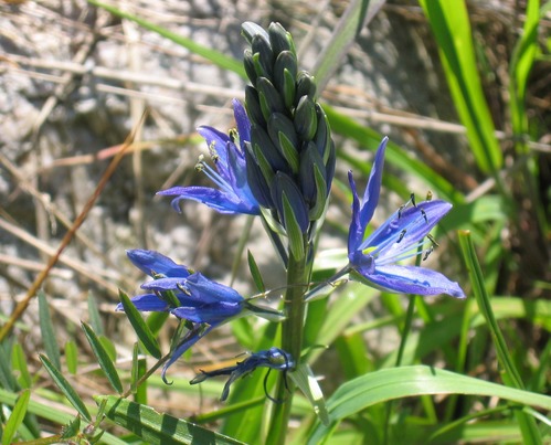 A camas blossom at American Camp.