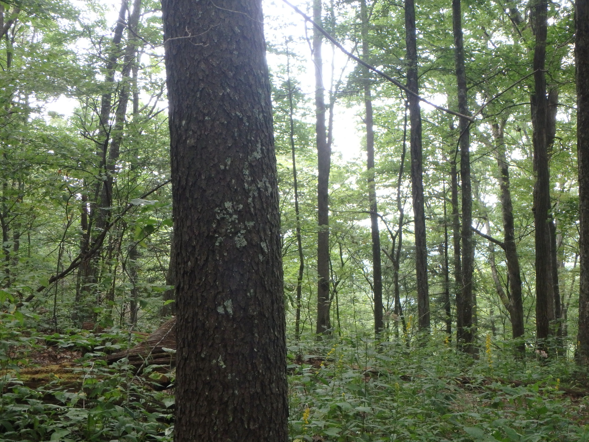 GRSM Accuracy Assessment. Plot Code: GRSM_AA_0261_4