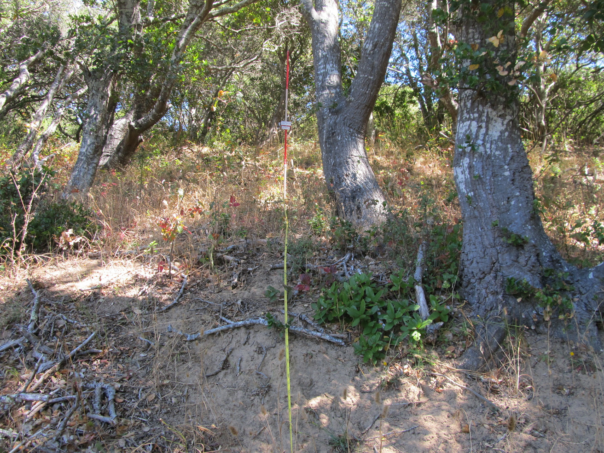 Eye-level view from the center point of a plant community monitoring plot
