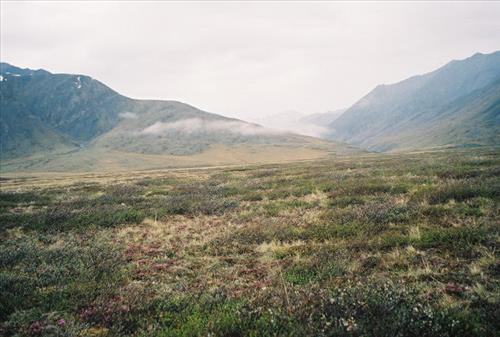 1 Gates of the Arctic National Park and Preserve Itkillik Birds June 2006