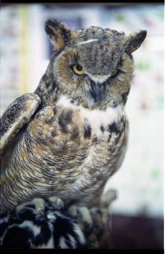 Color Photos of stuffed animals in the old visitor center exhibits.