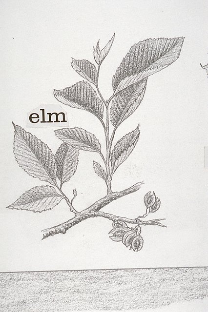 American elm branch with leaves and seed pod