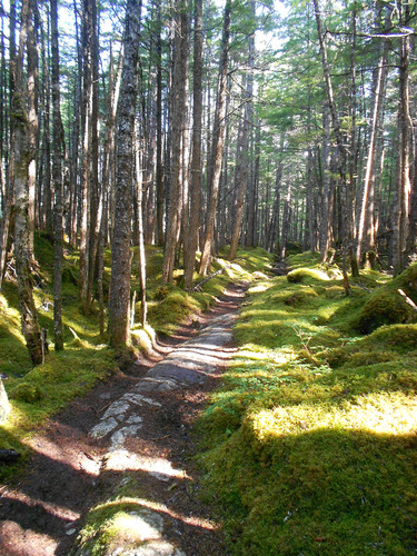 Trail in mossy forest