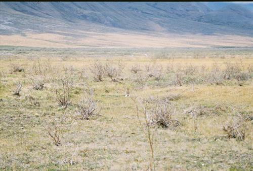 7 Gates of the Arctic National Park and Preserve Itkillik Birds Survey June 2006